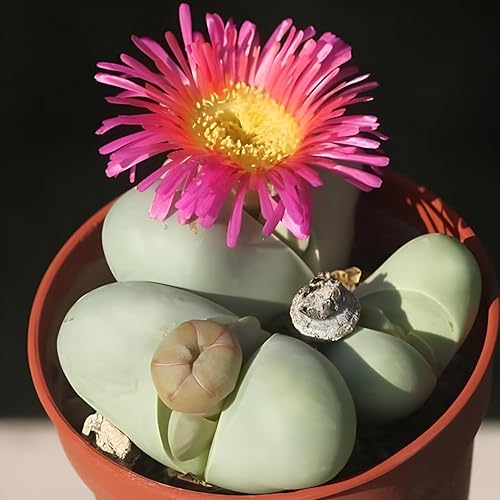 Miniatura 5 de Paquete de 20 plantas vivas pequeñas exóticas Lithops vivas  Perfecto para principiantes Lithops, gran adición de terrario  raíz desnuda sin tierra