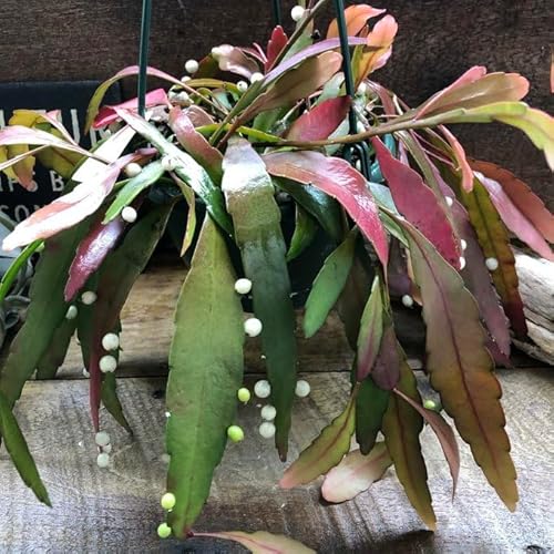 ݂艺 vTX T [TEbhR[ A