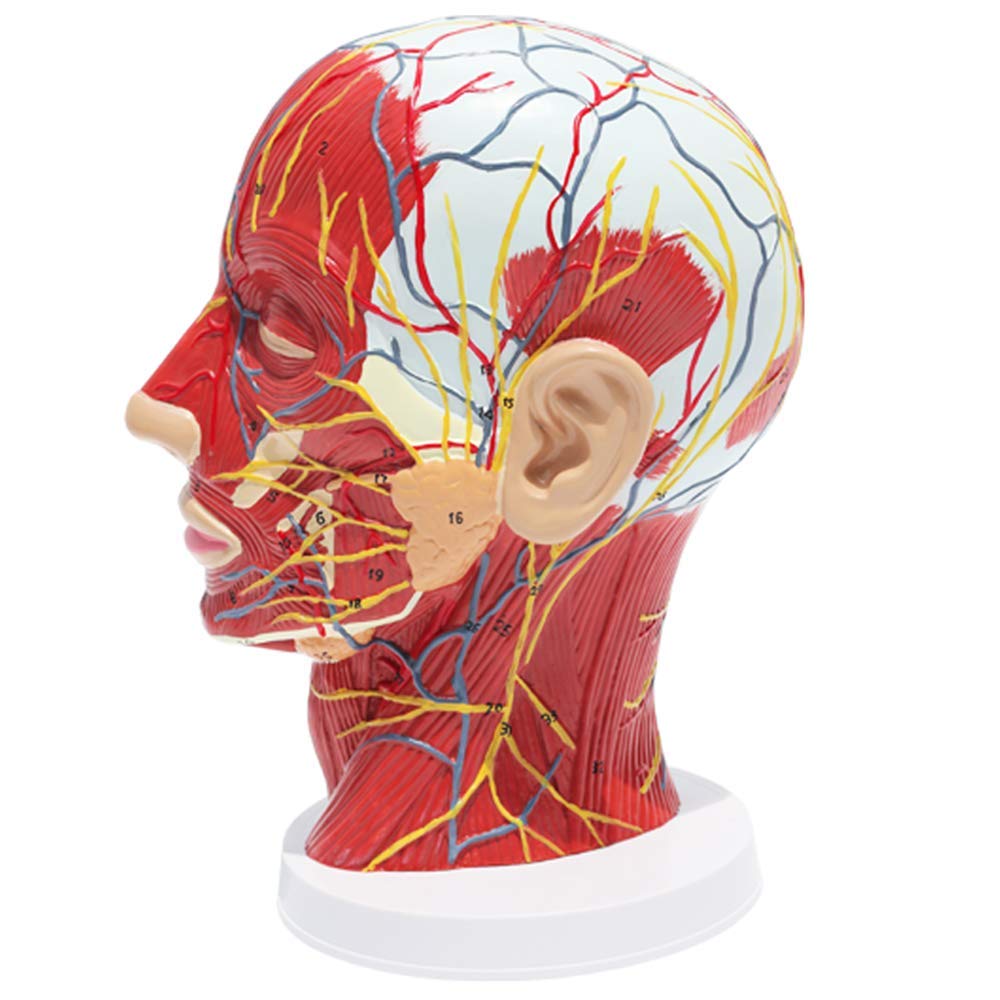Sjdopulse A Natomical Human Half Head Model - Medical Half Human Head Natomical With Vascular Nerve Model - For Science Classroom Study Display Teaching Medical Model (A)
