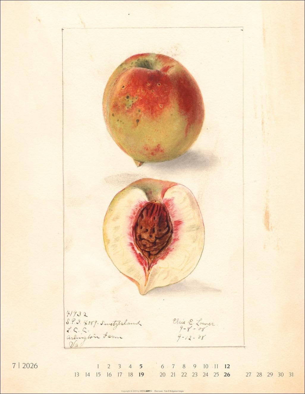 Alte Sorten Kalender 2026: Dekorativer Wandkalender mit historischen Zeichnungen. Die Klassiker im Obstgarten in Szene gesetzt: Natur- und Food-Kalender im Format 34 x 44 cm