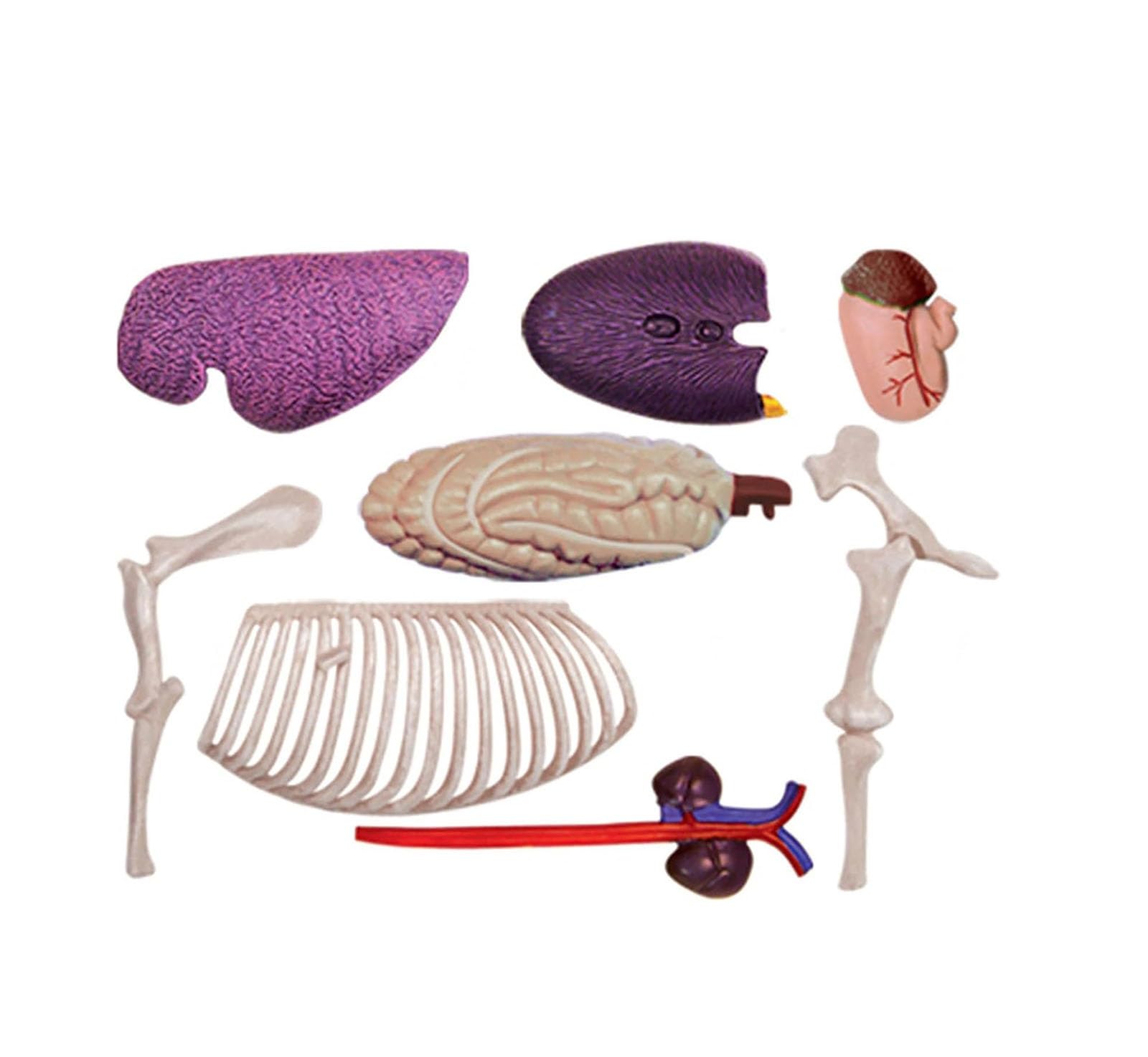 4D Caballo Anatomía Modelo - Animal Esqueleto Espécimen, Biología Desmontable, 26 Piezas para la Clínica de Mascotas Veterinaria FormaciónEscuela de Enseñanza Demostración