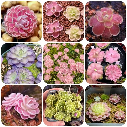 semillas de plantas de butterwort, semillas de plantas carnívoras Las plantas de balcón son resistentes plantas de jardín de rocas plantas en macetas decorativas flores del jardin 150pcs