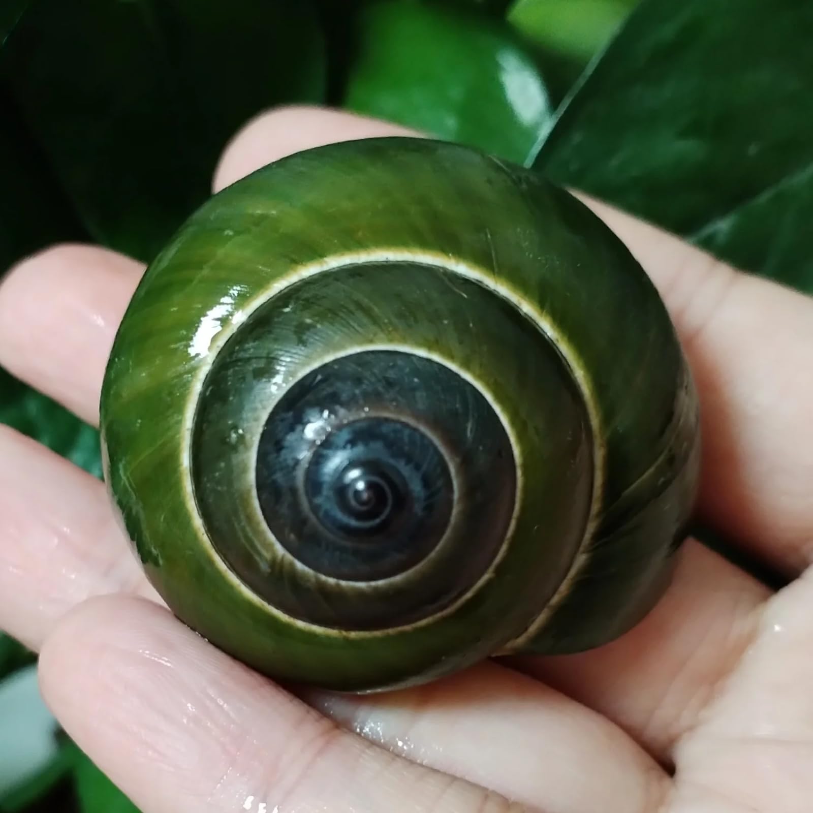 Conchiglie per artigianato, 1 pezzo, 4,5-5,5 cm, lumaca verde naturale Dyakiidae, collezione di esemplari per acquario, paesaggistica