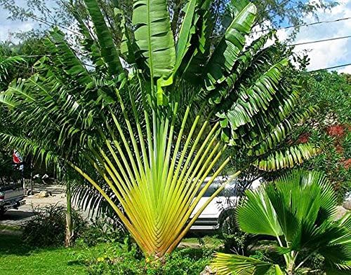Agro Acres Ravenala Madagascariensis Travelers Palm Seeds - 20 Seeds