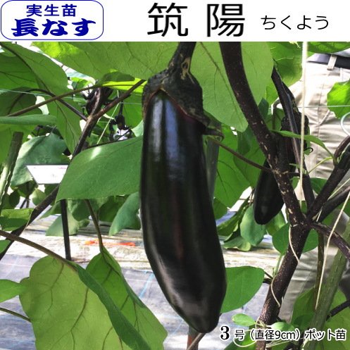Amazon.co.jp: なす 筑陽 ちくよう 茄子 10.5cmポット苗 (実生苗
