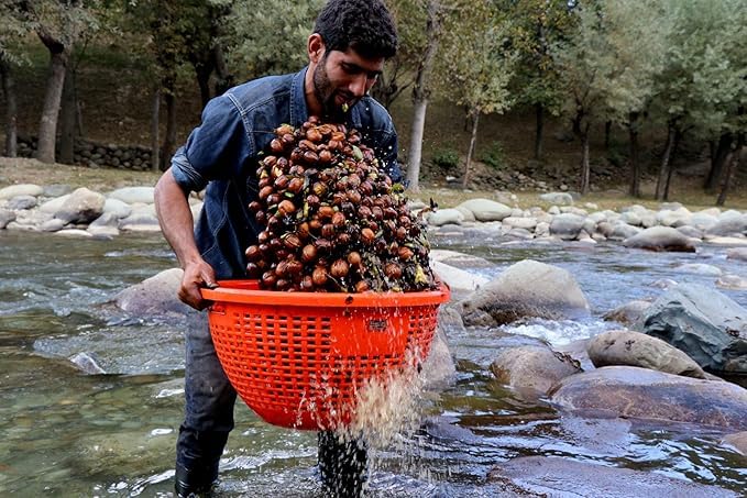 Image of 3p Kashmiri Walnut Kernels Without Shell Brown Quarter Organic Natural Akhrot giri Walnut Dry Fruit 2kg (250gm X 8)