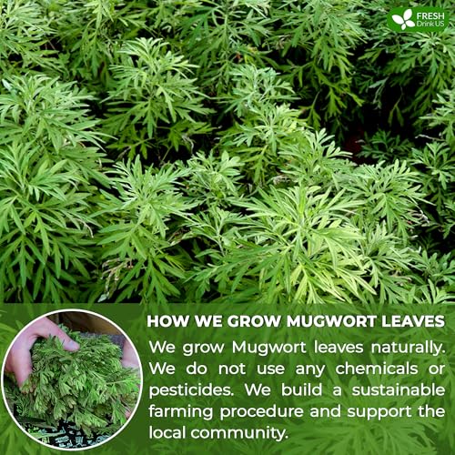 Image of FreshDrinkUS, Premium 60 Mugwort Leaf Tea Bags, 100% Natural and Pure Mugwort Leaves. No Sugar, No Caffeine, No Gluten, Vegan.