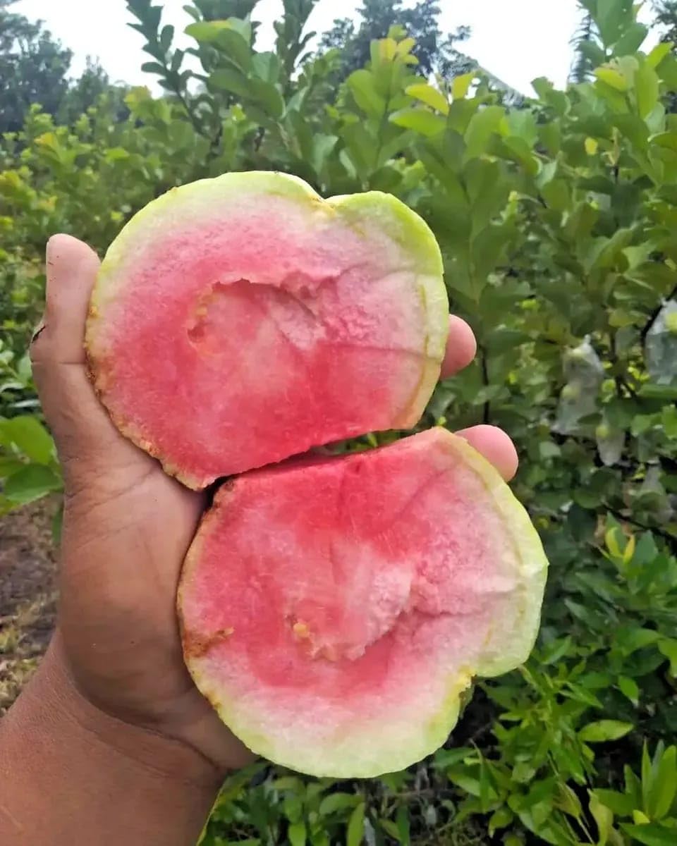 ONLINE PLANT BAZAR ALLTIME JAPANESE SEEDLESS RED DIAMOND GUAVA AMRUD FRUIT GRAFTED LIVE PLANT-R4 (B0CRBKV71W) Amazon Price History, Amazon Price Tracker