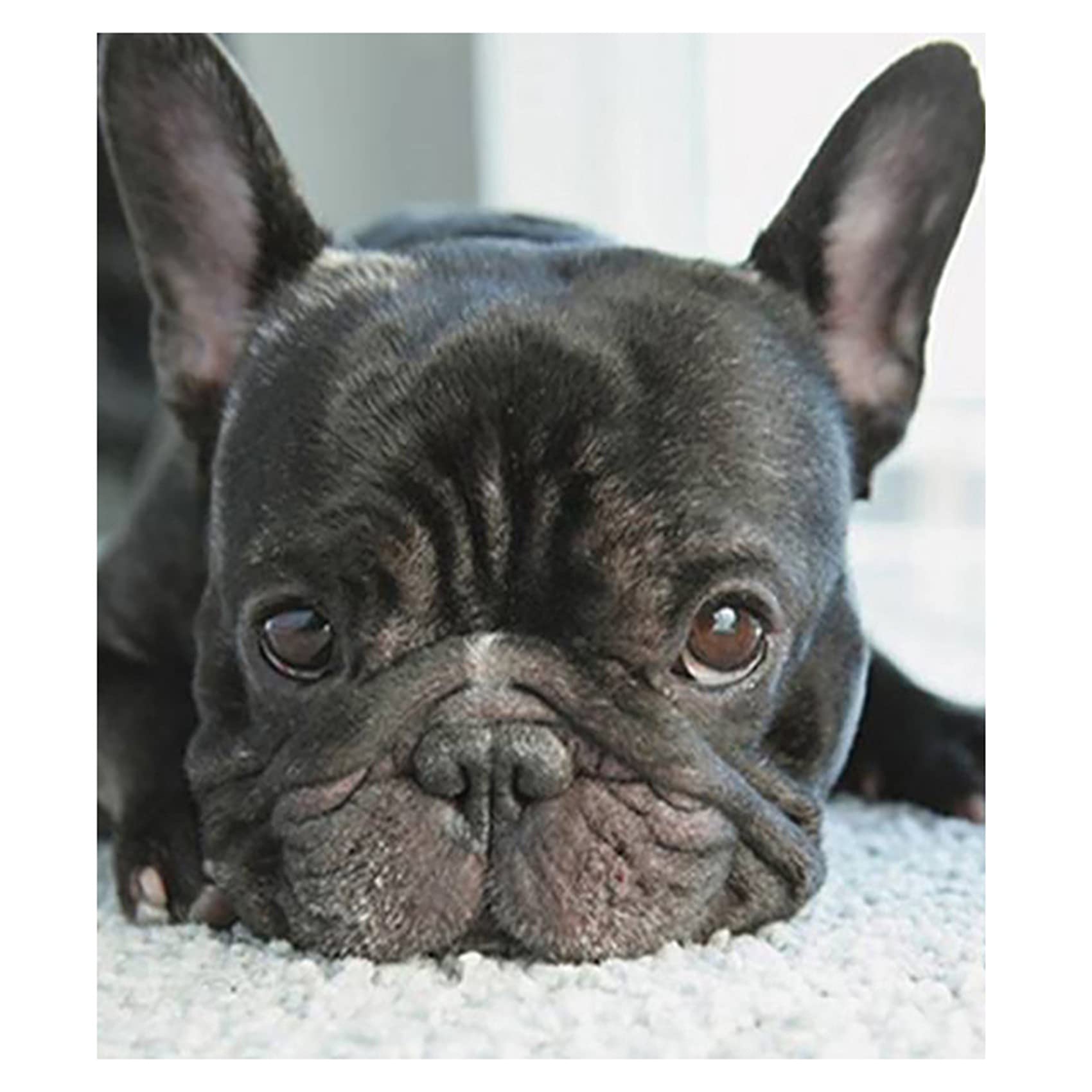 CTRLZS 5D Diy Small Heads Full Embroidery French Bulldog Round Puppy
