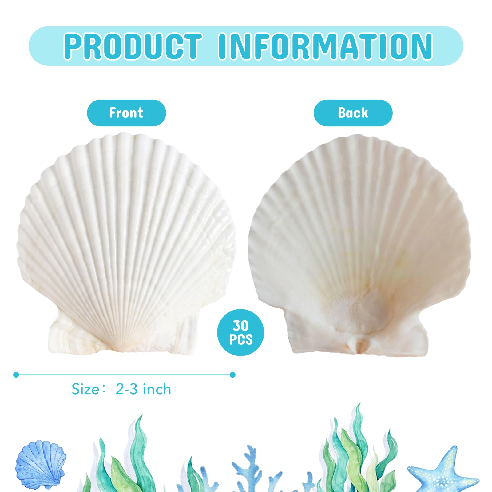 ASBEFORE 30Pcs Sea Shells, 2''-3'' Natural Scallop Crafts - DIY Beach Seashells Decorating Painting Ocean Themed Party Wedding Shell Bowl Jewelry Holder