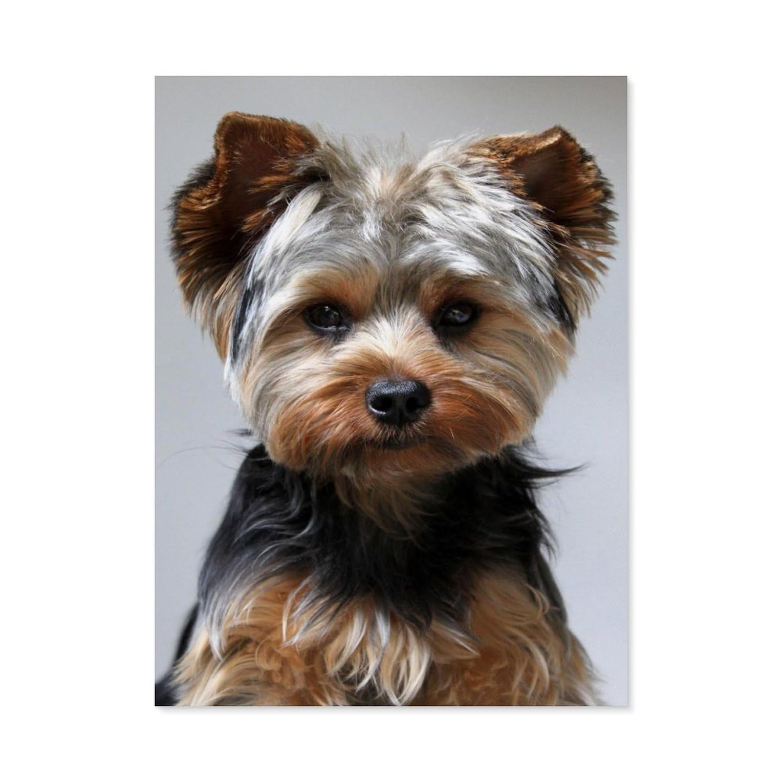 BEAYODKP Paint by Numbers for Adults，Yorkshire Terrier，DIY Oil Painting Paint by Number Kits Linen Canvas Wall Art House Decor(40x50cm) 15.7x19.6 inches-B74