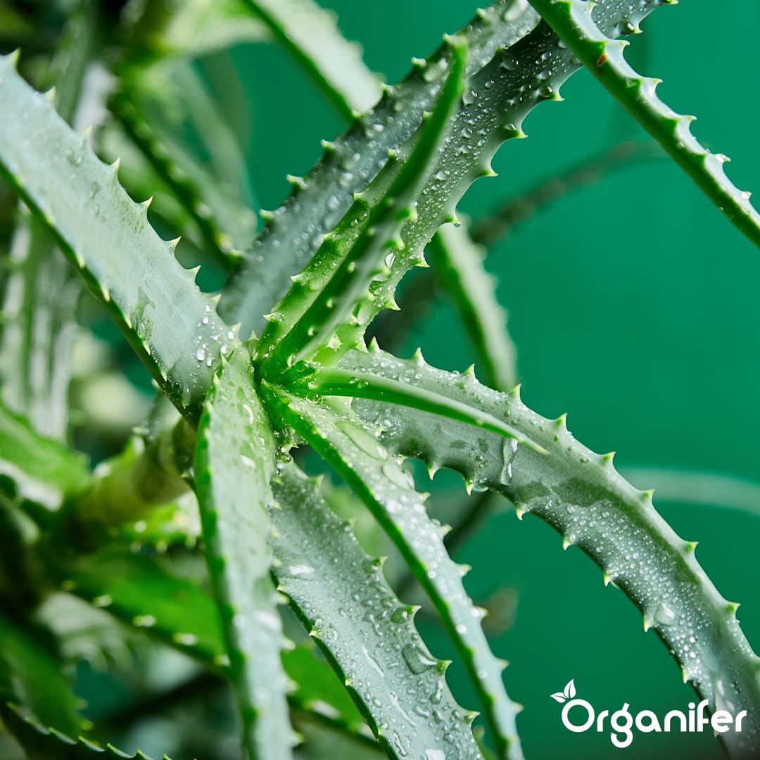 Fertilizante Líquido Para Aloe Vera - 2x1L - NPK 2-1-8 | Fertilizante Para Hojas Fuertes Y Suculentas Sanas - Favorece Raíces Y Vitalidad - Organifer