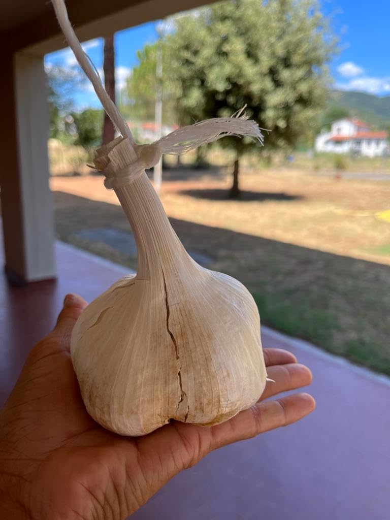 AGLIONE varietà di aglio tipica della Val di Chiana CONFEZIONE 1 CAPO (circa 200gr)