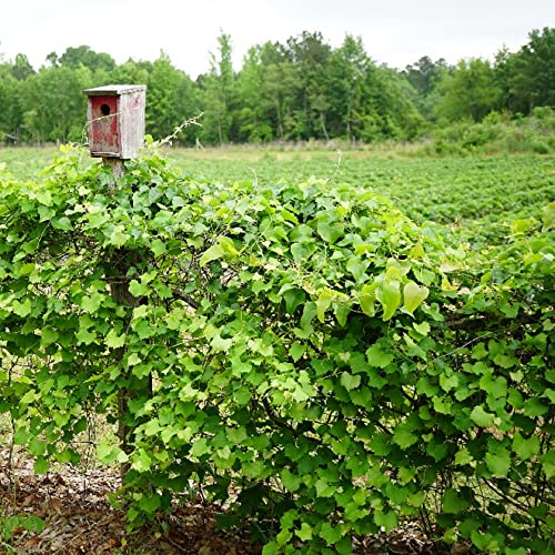 Chuxay Garden Vitis Rotundifolia,Muscadine 20 Seeds Grape Vine Sweet Fruit Survival Gear Fruit Seed Great For Planting Easy To Grow & Maintain #TOP4