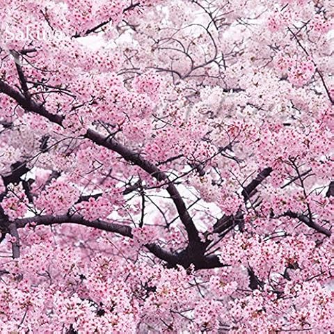 5 Winter-Hardy Japanese Cherry Plum Seeds Cover