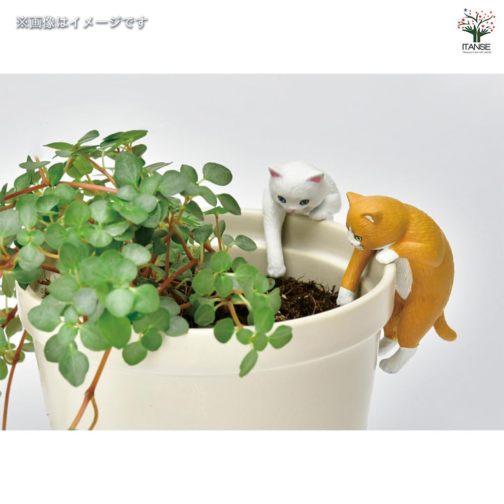 Amazon｜栽培セット じゃれ猫水槽鉢 茶ハチワレ 4個セット 水草栽培