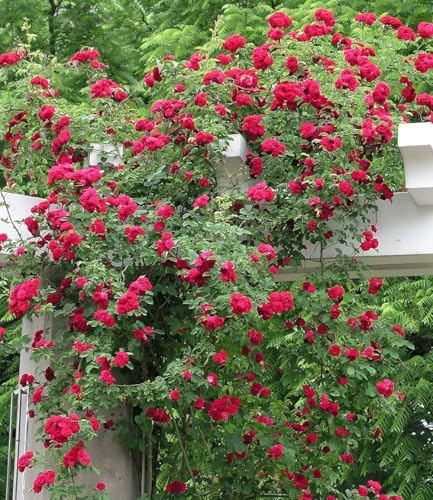 BALDUR Garten 1x Rambler-Rose 'Chevy Chase', Pflanze wurzelballiert, Kletterrose winterhart, mehrjährige Kletterpflanze, blühend, Rosa Hybride, dicht gefüllte Blüten, Rosen-Rarität