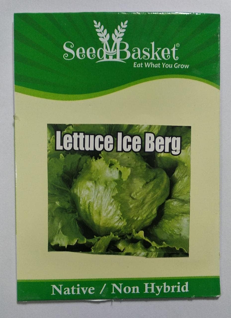 Exotic Lettuce Seeds - Grow Your Own! -2