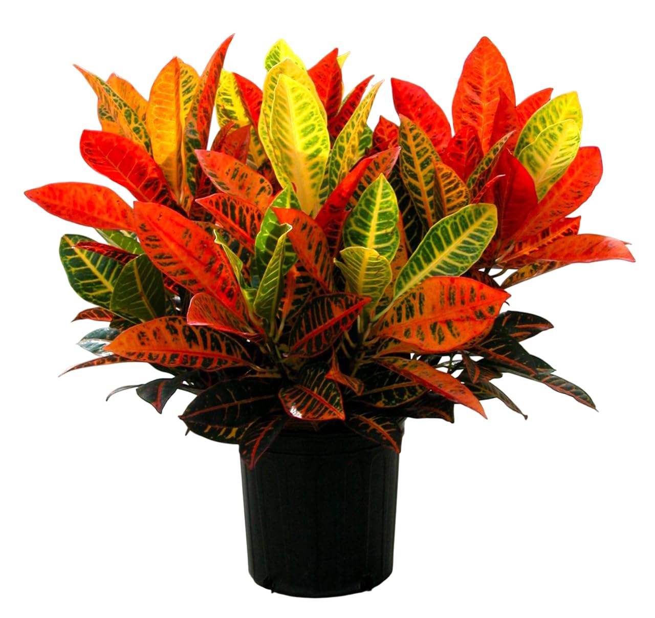 Sumit Greenery Indoor Croton Plant – Long & Stick Leaf Variety | Real Live Potted Plant for Home & Office Décor, Easy Care – Pack of 1-picture-32