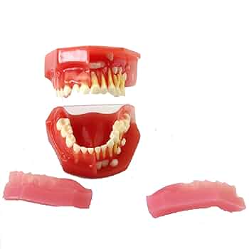 Amazon.co.jp: 子供の歯科模型、子供の乳歯の発育歯列モデル
