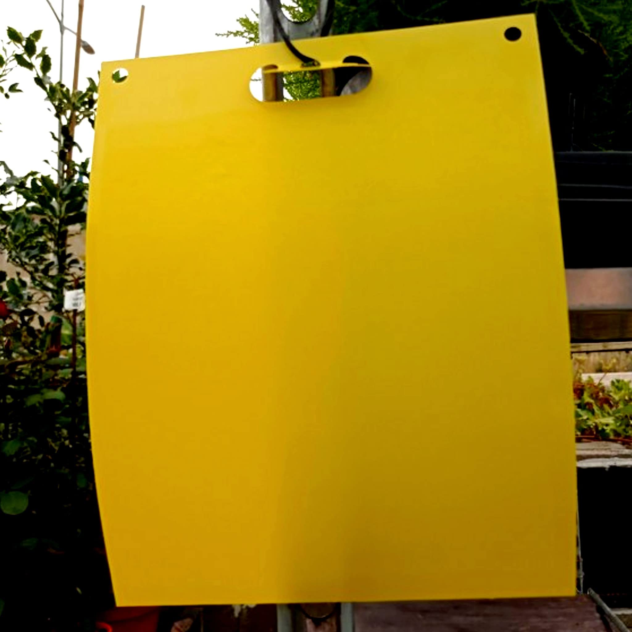 Bricoloco Atrapa Insectos cromático Amarillo 20x25 cm Especial Mosca Blanca, Olivo y Fruta. Atrapa Mosquitos Plantas. Placa de poliestireno con Adhesivo. (20)