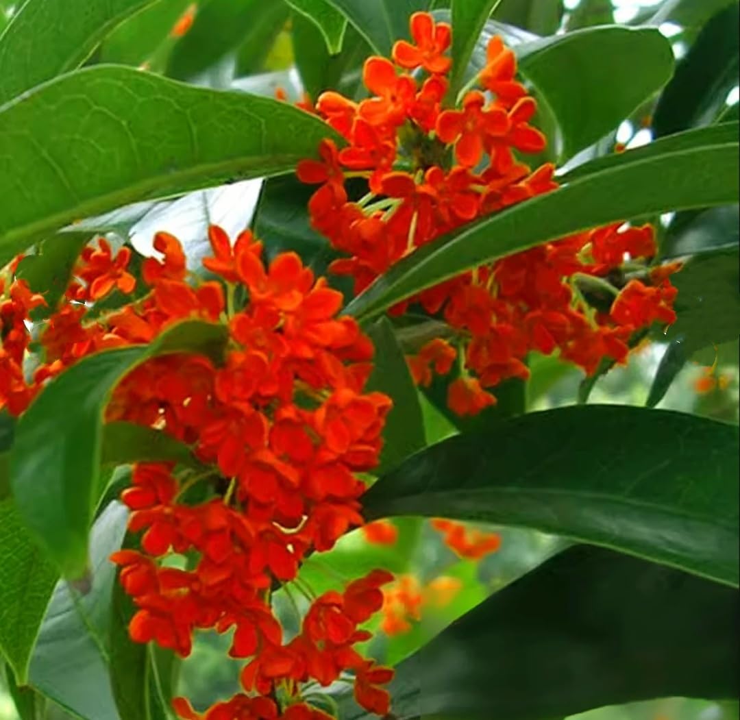Amazon.com : 25 Mixed Osmanthus Flower Seeds Fragrans Yellow Orange Bonsai Sweet  Olive : Patio, Lawn & Garden