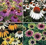 zcbang Rare Plant Flower Seed 100+ Rare Plant Flower Seed Coneflower Seeds Echinacea Cheyenne Spirit