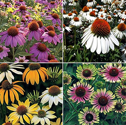 zcbang Rare Plant Flower Seed 100+ Rare Plant Flower Seed Coneflower Seeds Echinacea Cheyenne Spirit Coneflower Seeds
