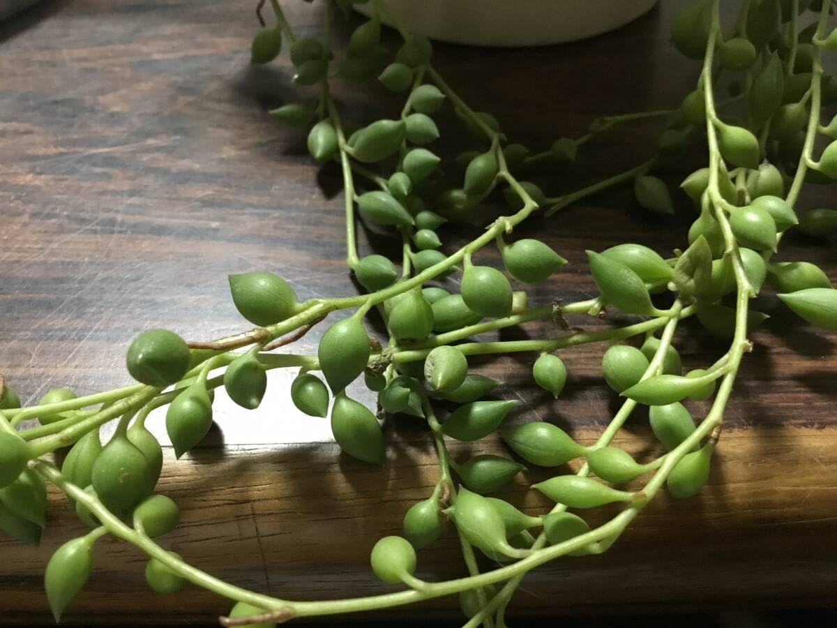 Amazon.co.jp: 多肉植物 ピーチネックレス 3本 抜き苗 15 Amazon.co.jp: 多肉植物 ピーチネックレス 3本 抜き苗 15