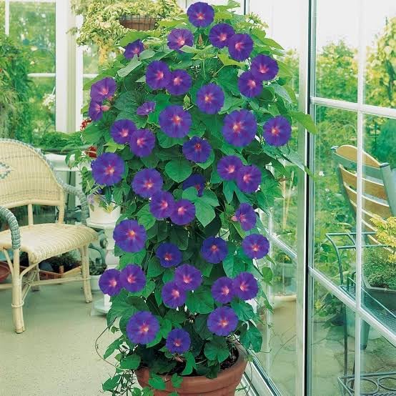 Mphmi Live Plant Nursery NCR Ipomoea, Morning Glory - Plant (B0C4H6C8K9) Amazon Price History, Amazon Price Tracker