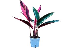 Stromanthe Triostar - Indoor Plant Oasis