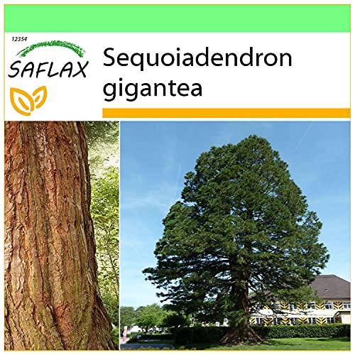 SAFLAX - Berg - Mammutbaum - 50 Samen - Sequoiadendron gigantea