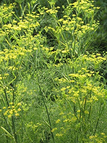 Campanula Carpatica 100 Semi