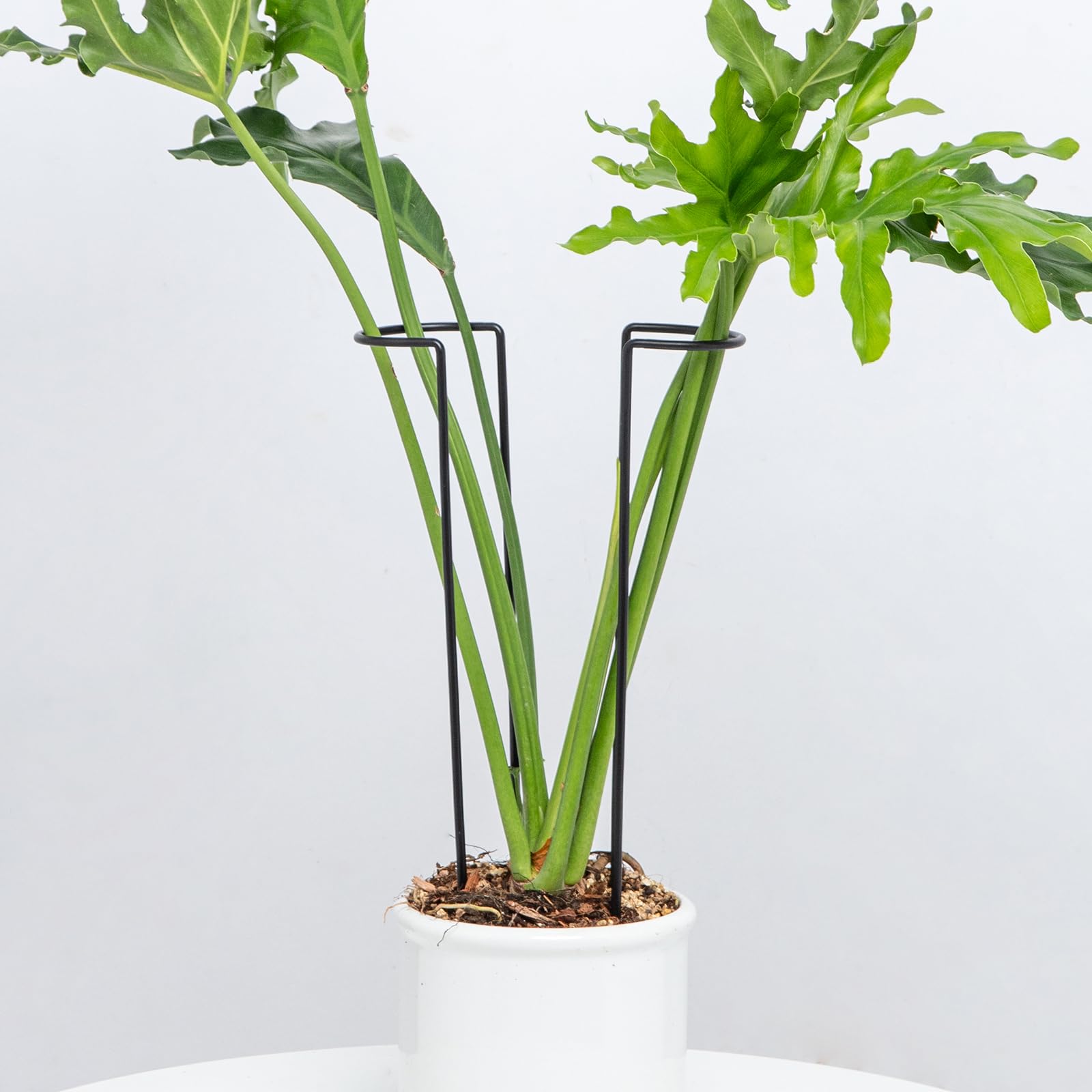 GOOOXIM 10 Pack Large Iron Monstera Trellis - Heavy-Duty Plant Supports, 15.5" Rustproof Stakes for Indoor & Outdoor Use, Perfect for Garden Flower