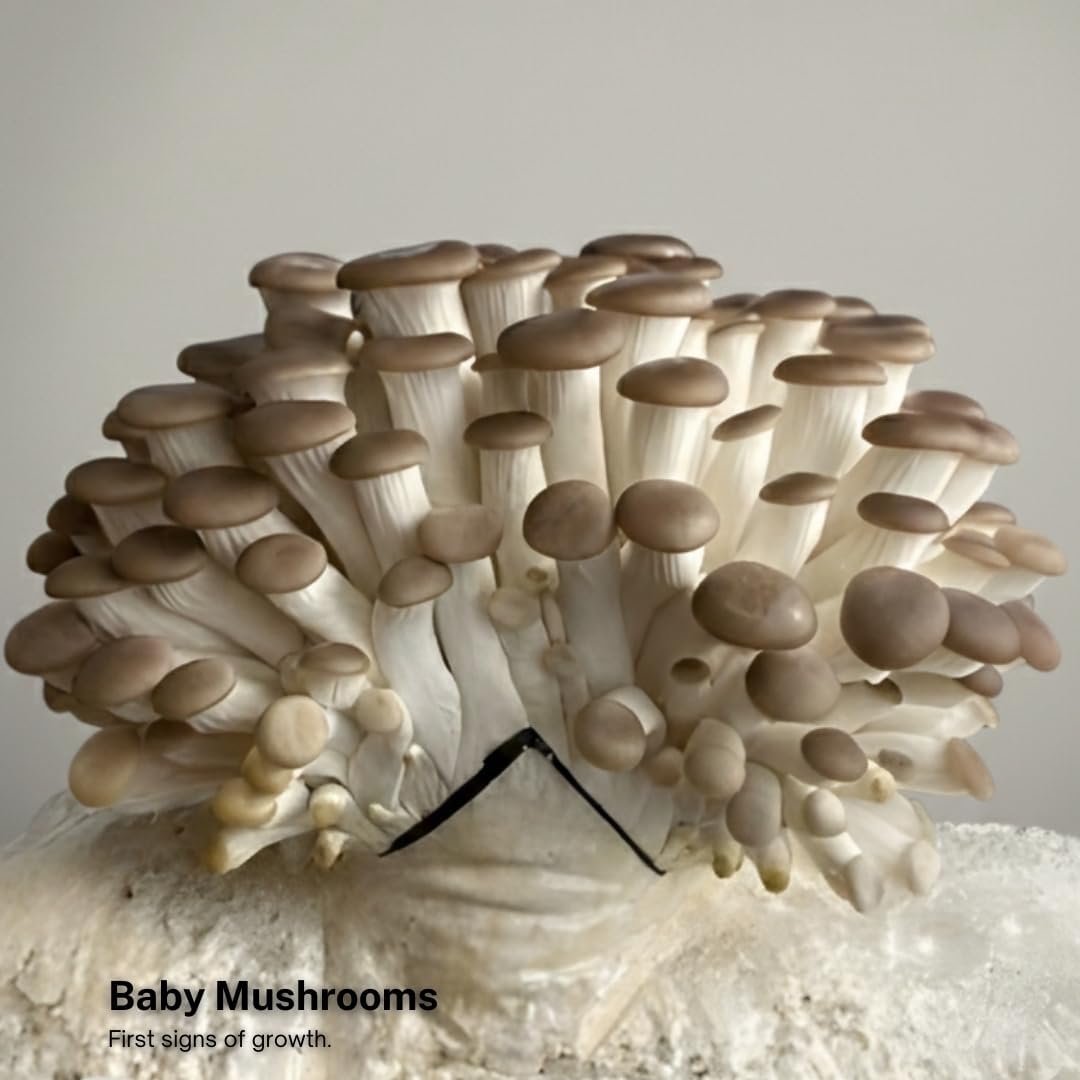 Forest Origins Brown Oyster Mushroom Grow Kit, Harvest Gourmet Mushrooms in 10 Days, Beginner Friendly, Handmade in California USA, Unique Gift