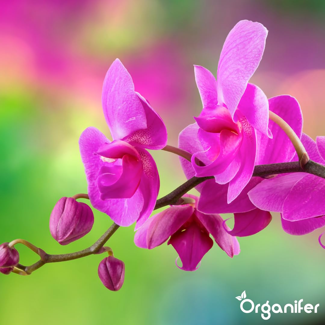 Flüssigdünger Für Orchideen (Phalaenopsis) - 5x1L - NPK 3-4-3