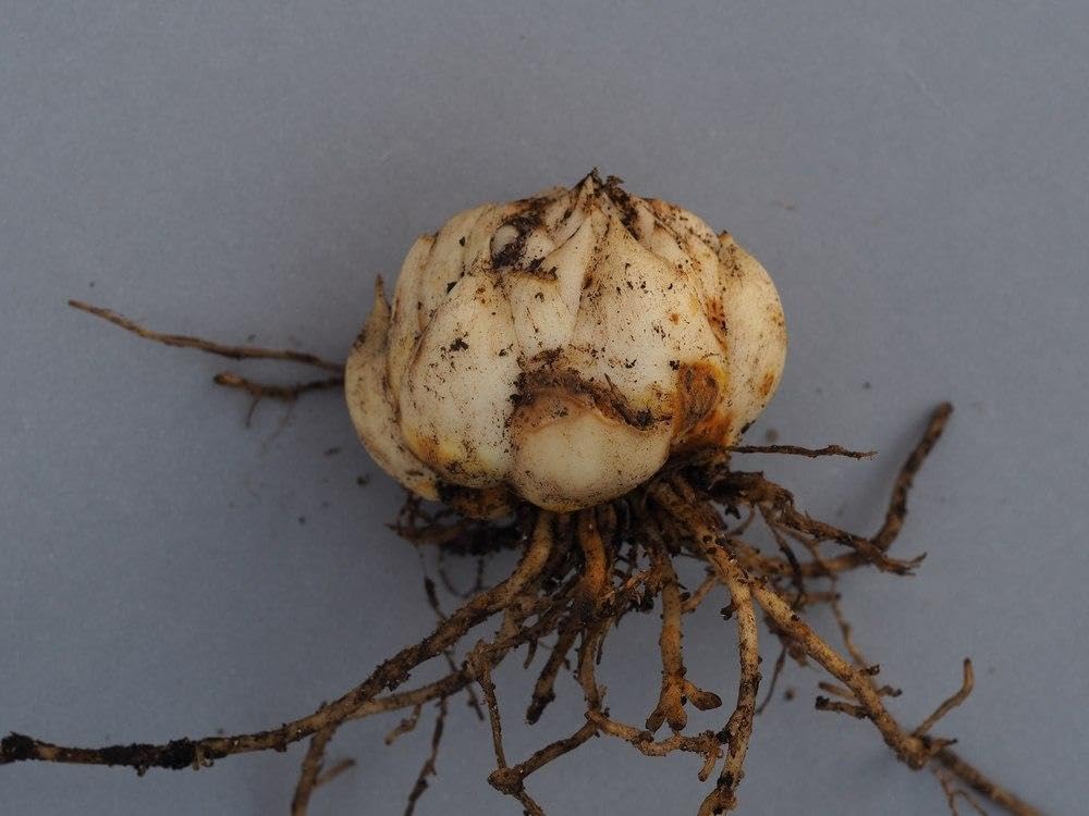 信州産　黄色の百合球根(子球付き♪ 信州産黄色の百合球根(子球付き♪