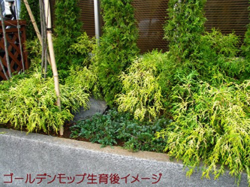 Amazon | ゴールデンモップ ～風でそよそよ夏も涼しげ♪～ | 植木