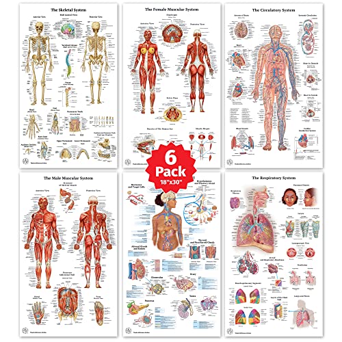 6 Anatomy Posters - Medical Posters - Skeletal System, Female and Male Muscular Systems, Respiratory System, Circulatory System, Endocrine System, Anatomical Charts, Human Anatomy Learning, Nursing, Chiropractic, Medical Decor, Laminated - 18'x 3