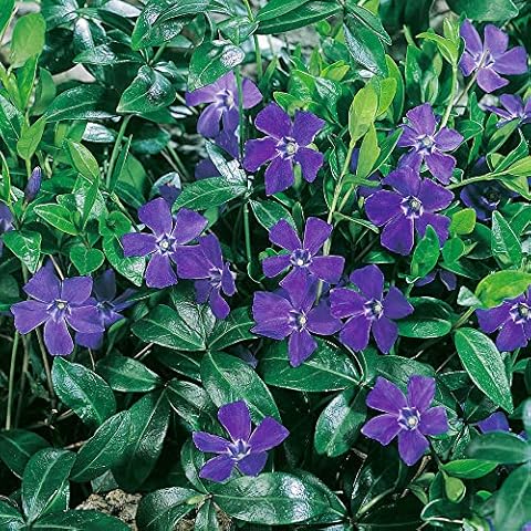 Vinca Minor Plants Ready for The Garden 'Hawaii' 9cm Plant x 2. Periwinkle. Fantastic Ground Cover Cover