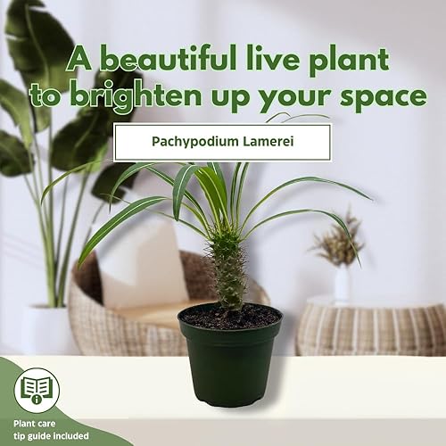Miniatura 3 de BubbleBlooms Palmera de Madagascar, Pachypodium Lamerei, en maceta de 4 pulgadas