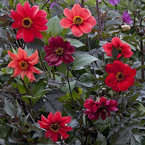 Dahlia Bishop Enfants Mélange De Graines De Fleurs De Dahlia Variabilis Fleurs Mélangées Colorées Jardin De La Maison