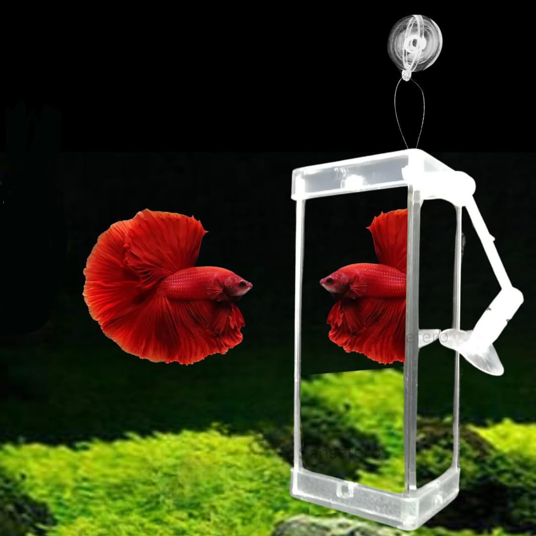 Premier Plants Rumble fish training mirror Betta Training Three Side Mirror with a Frame, Interactive Floating Ball And Suction Cup For representability Fin And Improves Physical Exercise (DYJ-10)