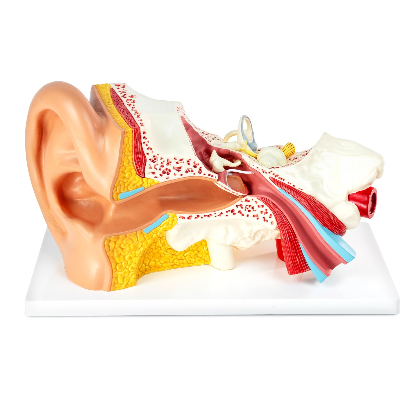 3X Vergrößerung 4-Teil Ohr Anatomisches Modell Äußeres mittleres Innenohr Modell für medizinische Anatomie und Physiologie Studie Forschung Lehre Display mit Basis, vergrößerte menschliche Ohr Modell