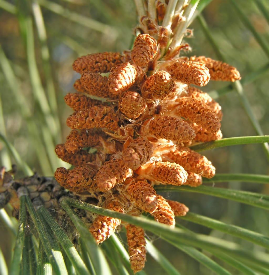 Graines de Pin Parasol (Pinus Pinea) - Conifère Méditerranéen - Pignons Comestibles