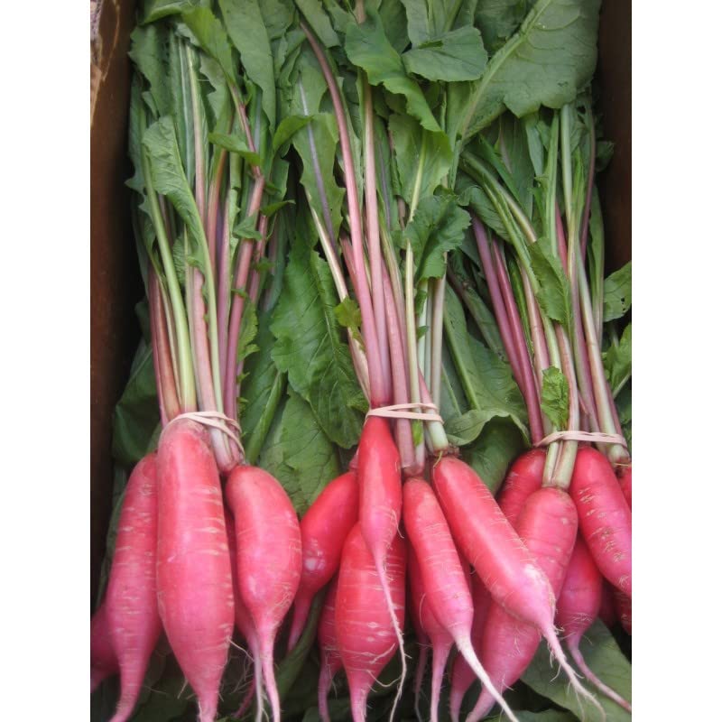 Golden Bloom Hybrid Red Radish Seeds (200 + Seeds), Lal Mulo beej (B0BGJJ5XFR) Amazon Price History, Amazon Price Tracker