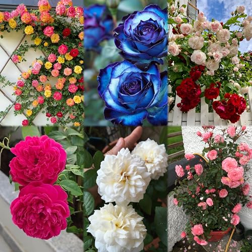 Radha Krishna Agriculture® Climbing Rose Flower Seeds for Home and Kitchen Gardening Pack of 100 seeds (MULTICOLOR SHADE 5)