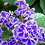 ellise chappell Pianta originaria dell'America centrale, la Duranta Ellisia, è una sempreverde che dalla primavera all'autunno si riempie di piccoli fiori di colore blu elettrico-violetto che rallegrano i giardini e i balconi., La pianta nelle zone con clima rigido, in inverno tende a defogliarsi., Le giovani piante da ricoltivare sono vendute in vaso e già radicate per permettere un miglior adattamento alle nuove condizioni climatiche e tecniche colturali.