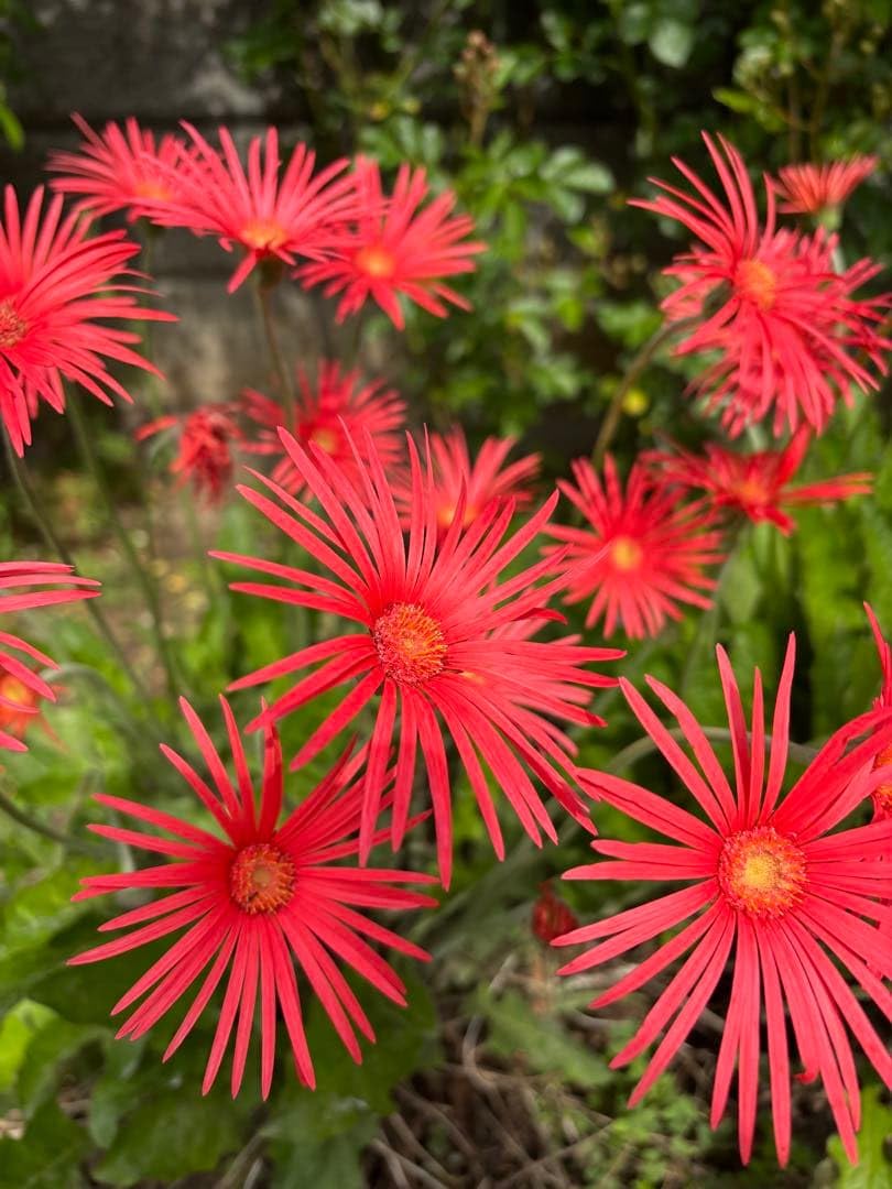 Amazon｜原種ガーベラ 種 25粒｜観葉植物 オンライン通販