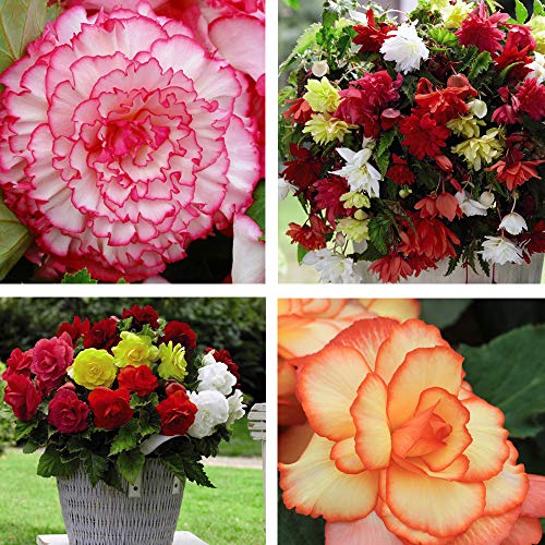 Begonia Bumper Pack Garden Plant Half-Hardy Tuber Flowering Garden Plants Easy to Grow Your Own 40x Tubers Plant by Thompson and Morgan